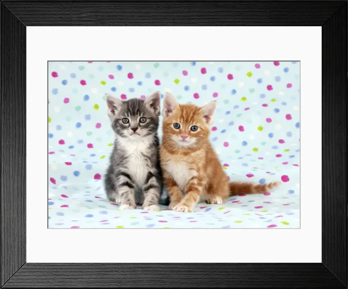 Framed Print : KITTEN - Kittens sitting together Framed Print : KITTEN - Kittens sitting together