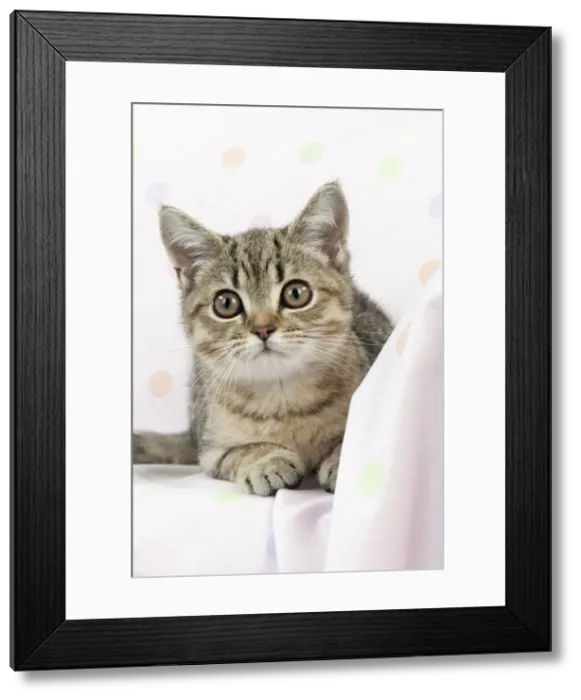 Framed Print : CAT. British shorthair X kitten laying on blanket Framed Print : CAT. British shorthair X kitten laying on blanket