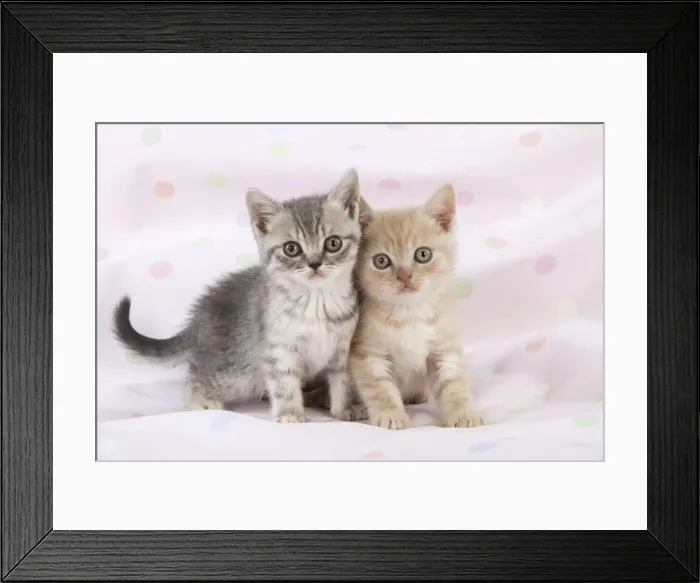 Framed Print : CAT - 7 week old british shorthair kittens Framed Print : CAT - 7 week old british shorthair kittens