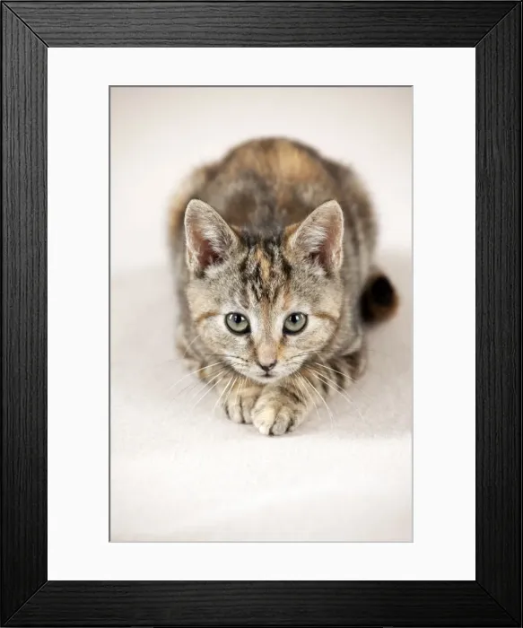 Framed Print : CAT - Kitten laying down Framed Print : CAT - Kitten laying down
