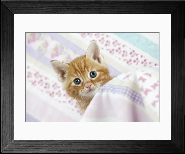 Framed Print : Cat - Ginger Tabby kitten Framed Print : Cat - Ginger Tabby kitten