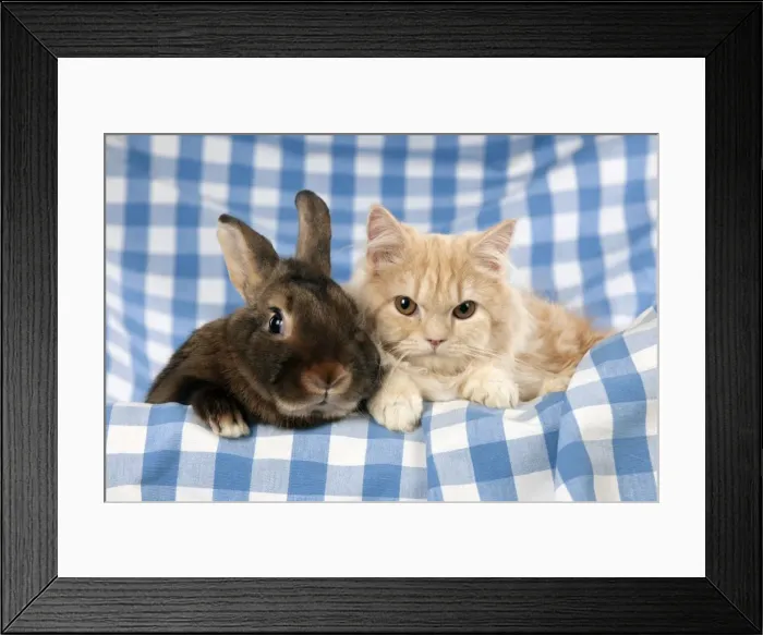 Framed Print : CAT & RABBIT - Ginger cat sitting next to mini castor satin Framed Print : CAT & RABBIT - Ginger cat sitting next to mini castor satin