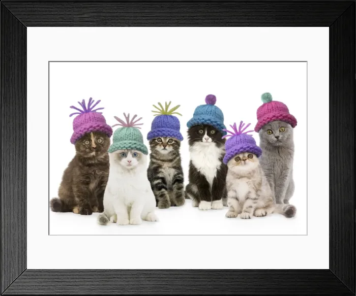 Framed Print : Cats - group wearing woolly hat Digital Manipulation: composition all different LA cats. SU hats Framed Print : Cats - group wearing woolly hat Digital Manipulation: composition all different LA cats. SU hats