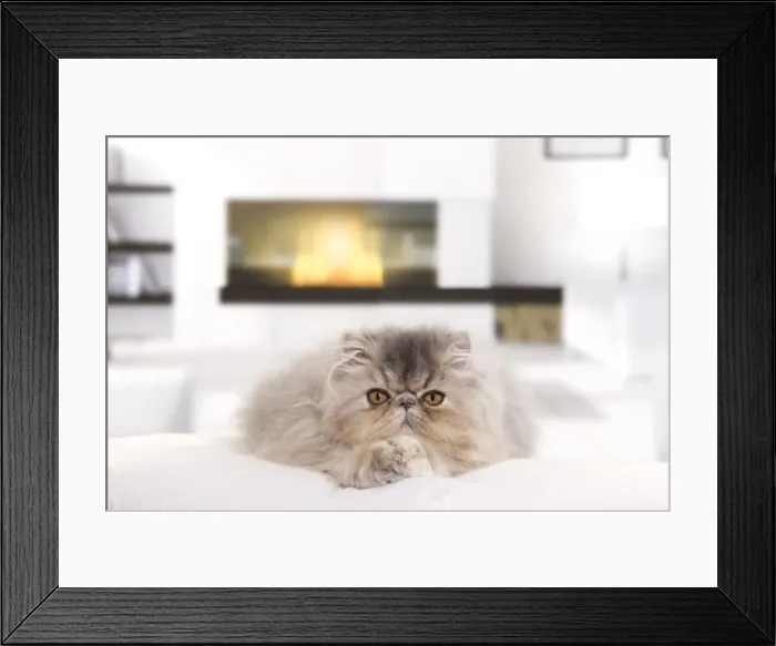 Framed Print : Persian Cat - kitten Framed Print : Persian Cat - kitten