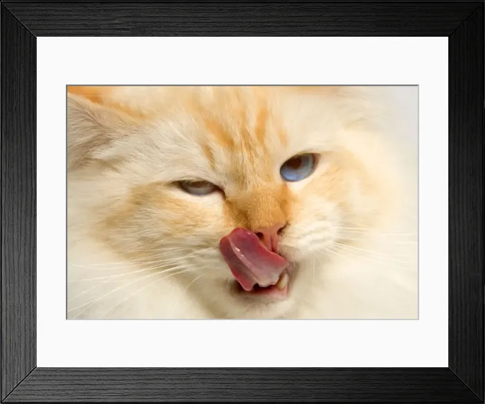 Framed Print : Cat - Birman licking lips Framed Print : Cat - Birman licking lips