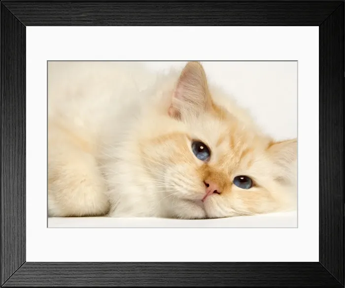 Framed Print : Cat - Birman Framed Print : Cat - Birman