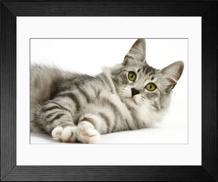 Framed Print : Cat - Norwegian Silver Tabby Framed Print : Cat - Norwegian Silver Tabby
