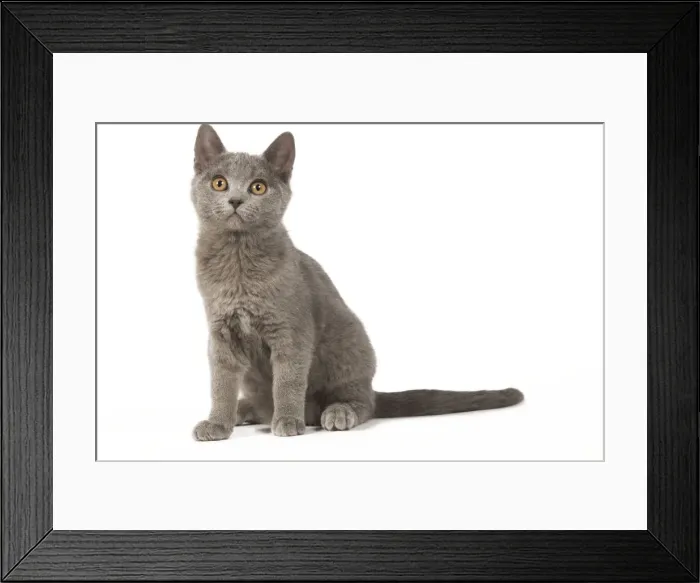 Framed Print : Cat - Chartreux kitten Framed Print : Cat - Chartreux kitten