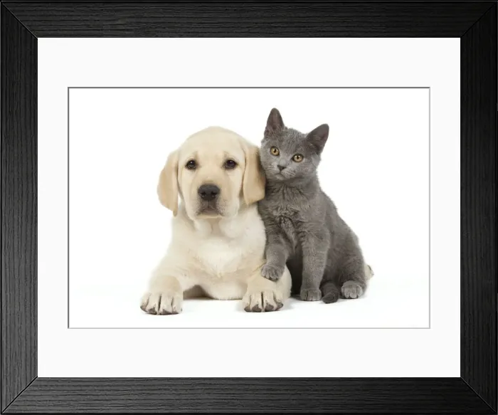 Framed Print : Dog and Cat - Yellow Labrador puppy with Chartreux kitten Framed Print : Dog and Cat - Yellow Labrador puppy with Chartreux kitten