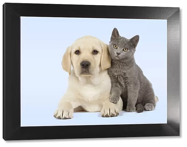 Dog and Cat - Yellow Labrador puppy with Chartreux kitten Manipulated image - background colour changed