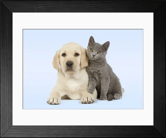 Framed Print : Dog and Cat - Yellow Labrador puppy with Chartreux kitten Manipulated image - background colour changed Framed Print : Dog and Cat - Yellow Labrador puppy with Chartreux kitten Manipulated image - background colour changed