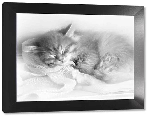 Cat - Siberian kitten sleeping