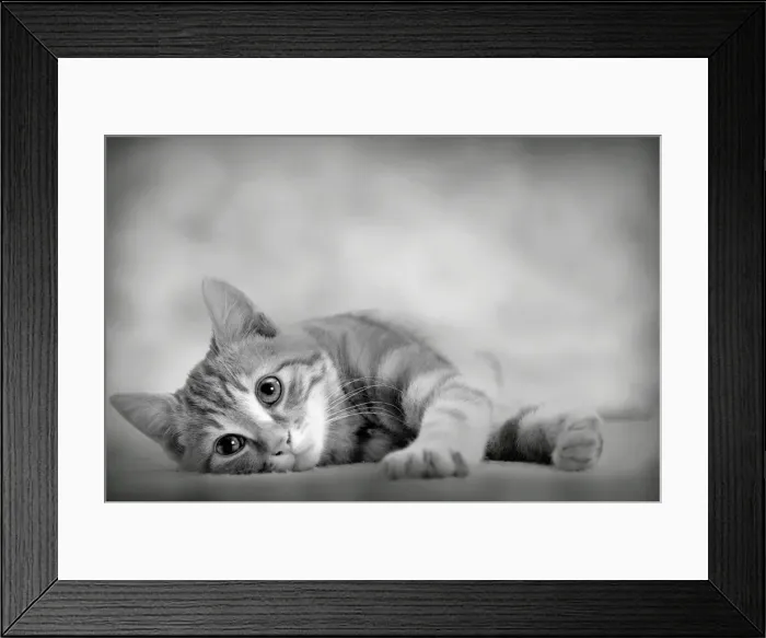Framed Print : Domestic Cat Framed Print : Domestic Cat