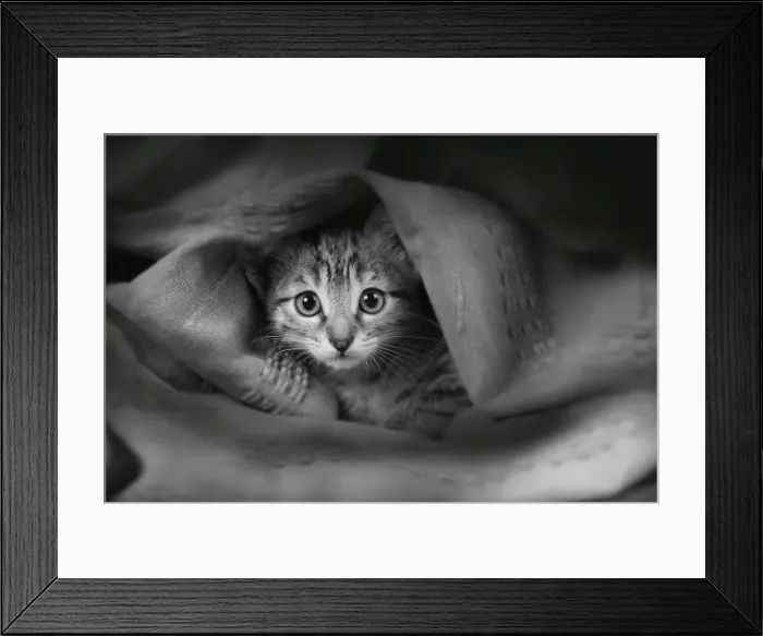Framed Print : Domestic Cat - covered in fabric Framed Print : Domestic Cat - covered in fabric
