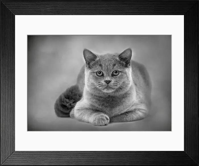 Framed Print : Cat - British Blue Framed Print : Cat - British Blue