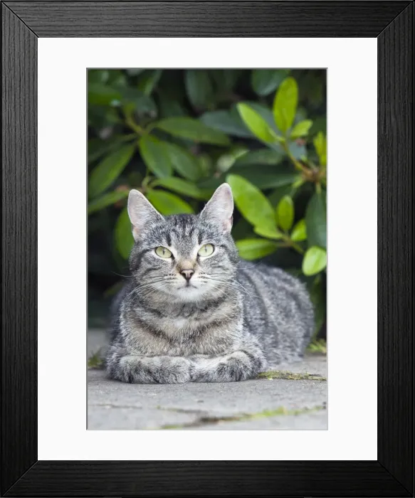 Framed Print : Cat - resting in garden - Lower Saxony - Germany Framed Print : Cat - resting in garden - Lower Saxony - Germany