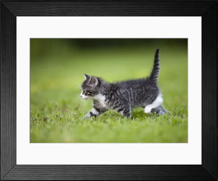 Framed Print : Cat - kitten walking across lawn - Lower Saxony - Germany Framed Print : Cat - kitten walking across lawn - Lower Saxony - Germany