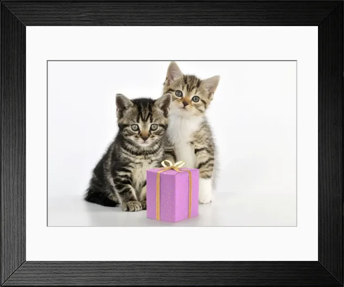 Framed Print : CAT - Kittens sitting together with present Manipulation: present (JD) Framed Print : CAT - Kittens sitting together with present Manipulation: present (JD)