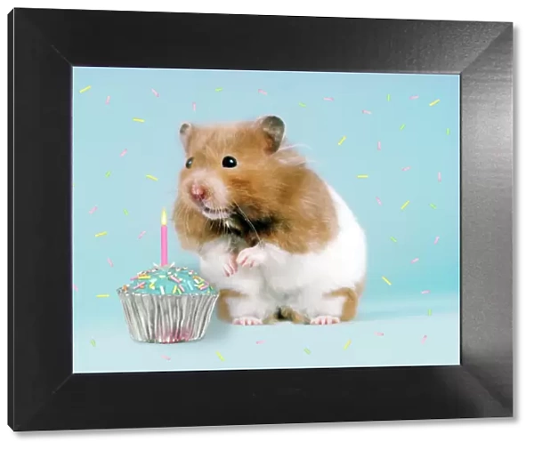 Hamster - with cake and candle Digital Manipulation: added left eye - replaced left foot - removed nuts from foreground - leant Hamster to the left - added cake & candle - added coloured sprinkles
