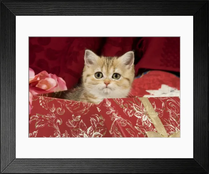 Framed Print : Cat - British Shorthair - in present box Framed Print : Cat - British Shorthair - in present box