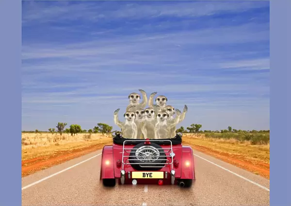 Meerkats - in car waving Digital Manipulation: Car JD - Meerkats TD