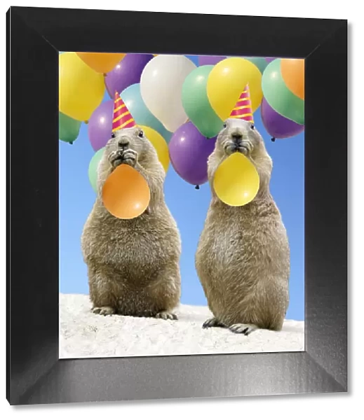 Black-tailed Prairie Dog - pair with balloons Digital Manipulation: Sand taken from USH pic - balloons FRR - hats and sky made