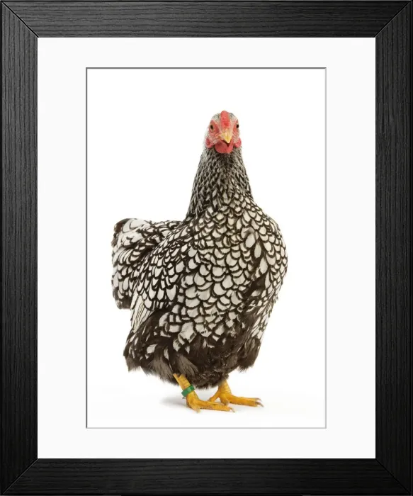Framed Print : Wyandotte Chicken - silver laced - in studio Framed Print : Wyandotte Chicken - silver laced - in studio
