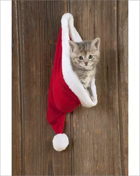 CAT - Kitten (6 weeks) in christmas hat