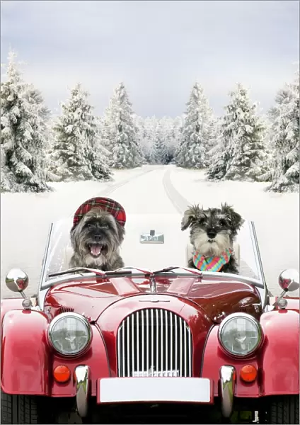 Dogs - Pugairn (cross between and Pug and a Cairn Terrier) and Schnauzer driving car through snow Digital Manipulation: Car & Dogs JD - scene ME