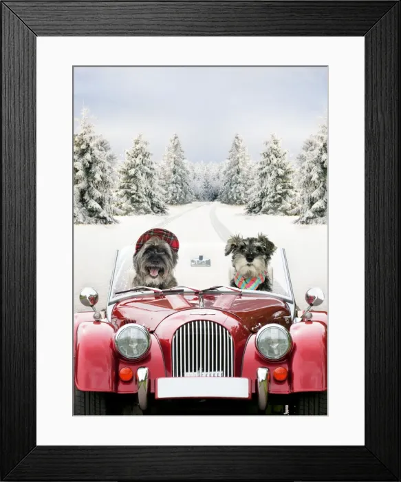 Framed Print : Dogs - Pugairn (cross between and Pug and a Cairn Terrier) and Schnauzer driving car through snow Digital Manipulation: Car & Dogs JD - scene ME Framed Print : Dogs - Pugairn (cross between and Pug and a Cairn Terrier) and Schnauzer driving car through snow Digital Manipulation: Car & Dogs JD - scene ME