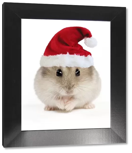 Hamster - wearing Christmas hat Digital Manipulation: Hat (Su)
