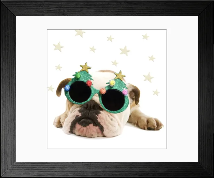 Framed Print : English Bulldog - lying down wearing Christmas glasses Digital Manipulation: Glasses & stars (Su) Framed Print : English Bulldog - lying down wearing Christmas glasses Digital Manipulation: Glasses & stars (Su)