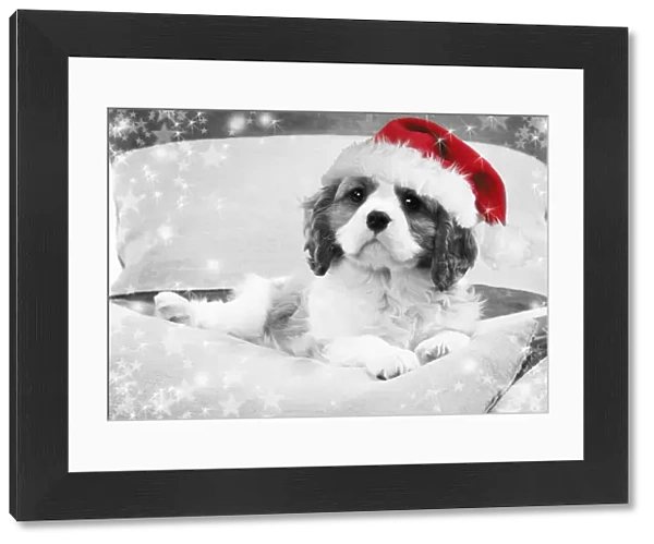 Dog - Cavalier King Charles Spaniel puppy wearing christmas hat lying on cushions Digital Manipulation: Hat (Su) B&W, stars