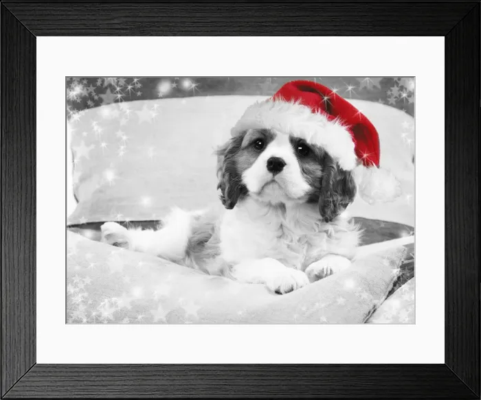Framed Print : Dog - Cavalier King Charles Spaniel puppy wearing christmas hat lying on cushions Digital Manipulation: Hat (Su) B&W, stars Framed Print : Dog - Cavalier King Charles Spaniel puppy wearing christmas hat lying on cushions Digital Manipulation: Hat (Su) B&W, stars