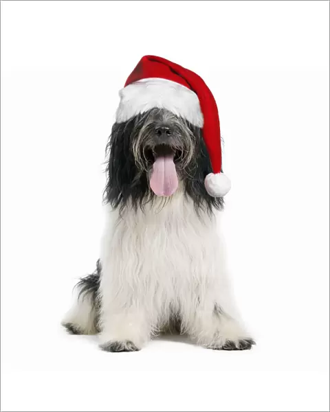 Dog - Schapendoes or Dutch Sheepdog wearing Christmas hat Digital Manipulation: Hat (JD) - cropped