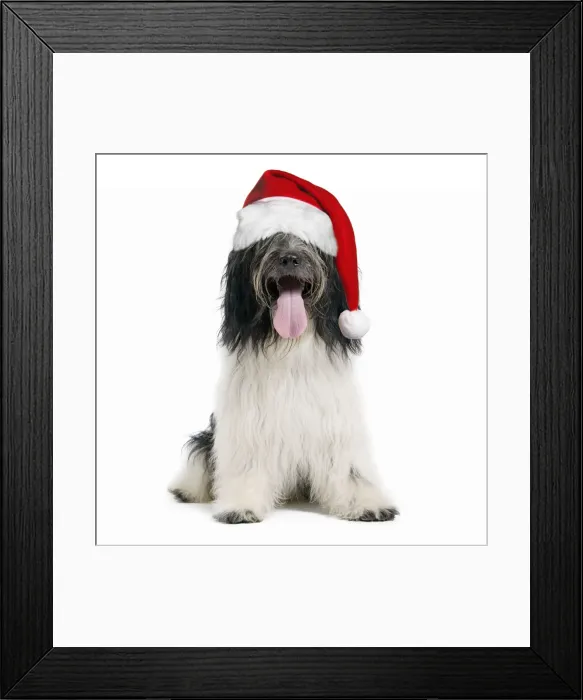 Framed Print : Dog - Schapendoes or Dutch Sheepdog wearing Christmas hat Digital Manipulation: Hat (JD) - cropped Framed Print : Dog - Schapendoes or Dutch Sheepdog wearing Christmas hat Digital Manipulation: Hat (JD) - cropped