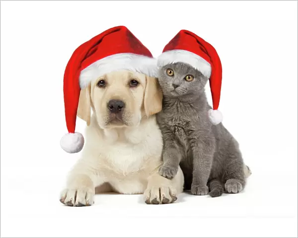 Dog and Cat - Yellow Labrador puppy with Chartreux kitten both wearing Christmas hats Digital Manipulation: Hats (Su)