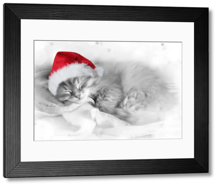 Framed Print : Cat - Siberian kitten sleeping wearing Christmas hat Digital Manipulation: Hat (Su) - stars etc around edges