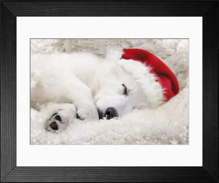 Framed Print : Dog - Swiss White Shepherd Dog - sleeping wearing Christmas hat Digital Manipulation: Hat (Su) - added stars - cleaned up dark areas Framed Print : Dog - Swiss White Shepherd Dog - sleeping wearing Christmas hat Digital Manipulation: Hat (Su) - added stars - cleaned up dark areas