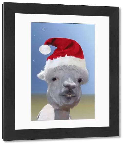 Alpaca - wearing Christmas hat Digital Manipulation: Hat (Su) - blue & sand coloured background - stars
