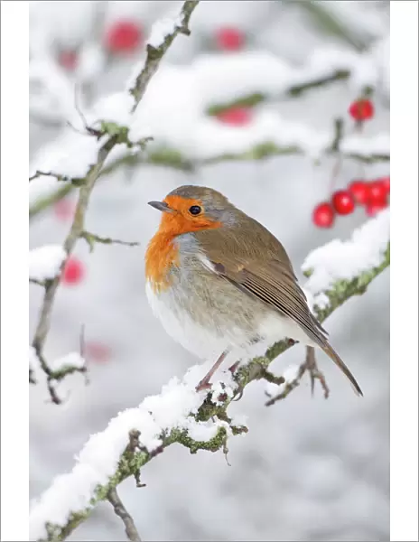 European Robin - in winter - on snowy branch - Cleveland - UK Digital Manipulation: added berries (ROY)