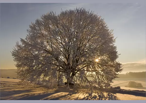 Frosty winter scenery - snow-covered landscape with the sun shining through the branches of a thickly frost covered tree. The morning sun is visible in the picture - Swabian Alb - Baden-Wuerttemberg - Germany