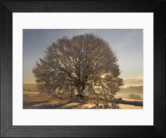 Framed Print : Frosty winter scenery - snow-covered landscape with the sun shining through the branches of a thickly frost covered tree. The morning sun is visible in the picture - Swabian Alb - Baden-Wuerttemberg - Germany Framed Print : Frosty winter scenery - snow-covered landscape with the sun shining through the branches of a thickly frost covered tree. The morning sun is visible in the picture - Swabian Alb - Baden-Wuerttemberg - Germany