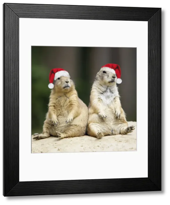 Framed Print : Black-tailed Prairie Dog - wearing Christmas hats Digital Manipulation: hats (Su) Framed Print : Black-tailed Prairie Dog - wearing Christmas hats Digital Manipulation: hats (Su)