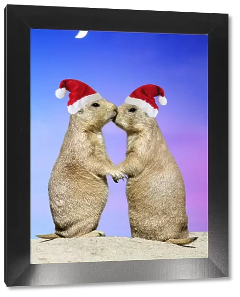 Black-tailed Prairie Dog - pair in Christmas hats showing affection Manipulated Image: sunset background (USH-8) added - Christmas hats (Su)