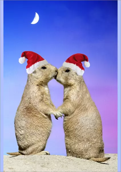 Black-tailed Prairie Dog - pair in Christmas hats showing affection Manipulated Image: sunset background (USH-8) added - Christmas hats (Su)