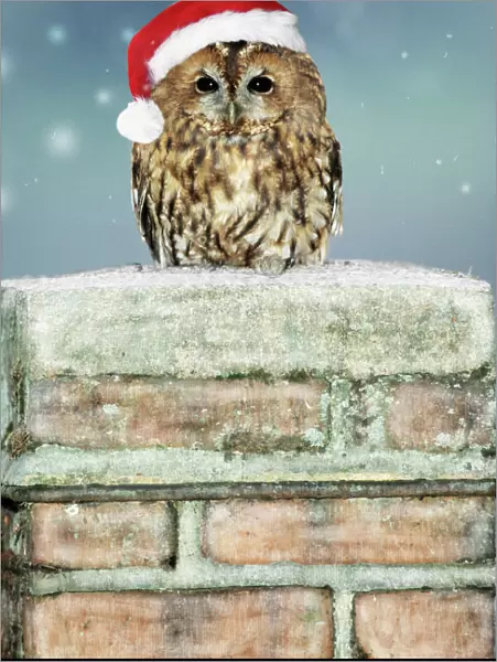 Tawny Owl - sitting on snowy chimney wearing Chritmas hat Digital Manipulation: added snow and hat (Su)