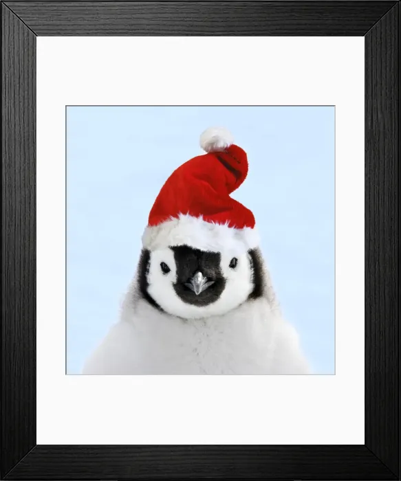 Framed Print : Emperor Penguin - chick wearing Christmas hat. Snow hill island - Antarctica Digital Manipulation: Hat Su, Changed background Framed Print : Emperor Penguin - chick wearing Christmas hat. Snow hill island - Antarctica Digital Manipulation: Hat Su, Changed background