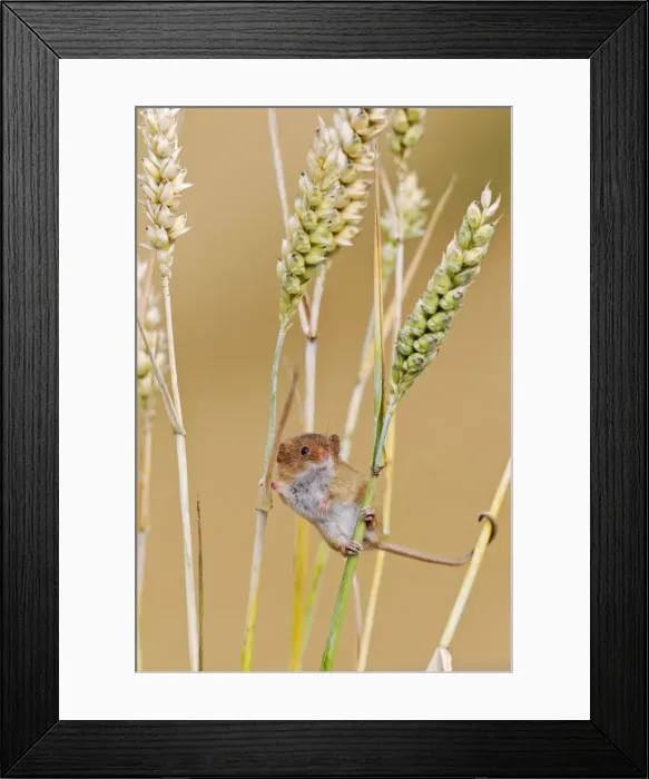 Framed Print : Harvest Mouse - in wheat - Bedfordshire UK 14409 Framed Print : Harvest Mouse - in wheat - Bedfordshire UK 14409