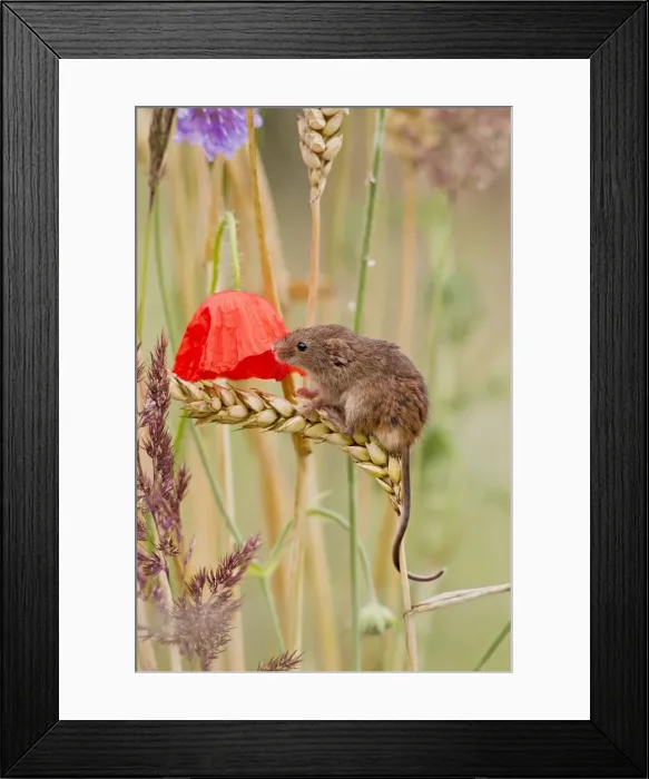 Framed Print : Harvest Mouse - in mixed meadow - Bedfordshire UK 14456 Framed Print : Harvest Mouse - in mixed meadow - Bedfordshire UK 14456